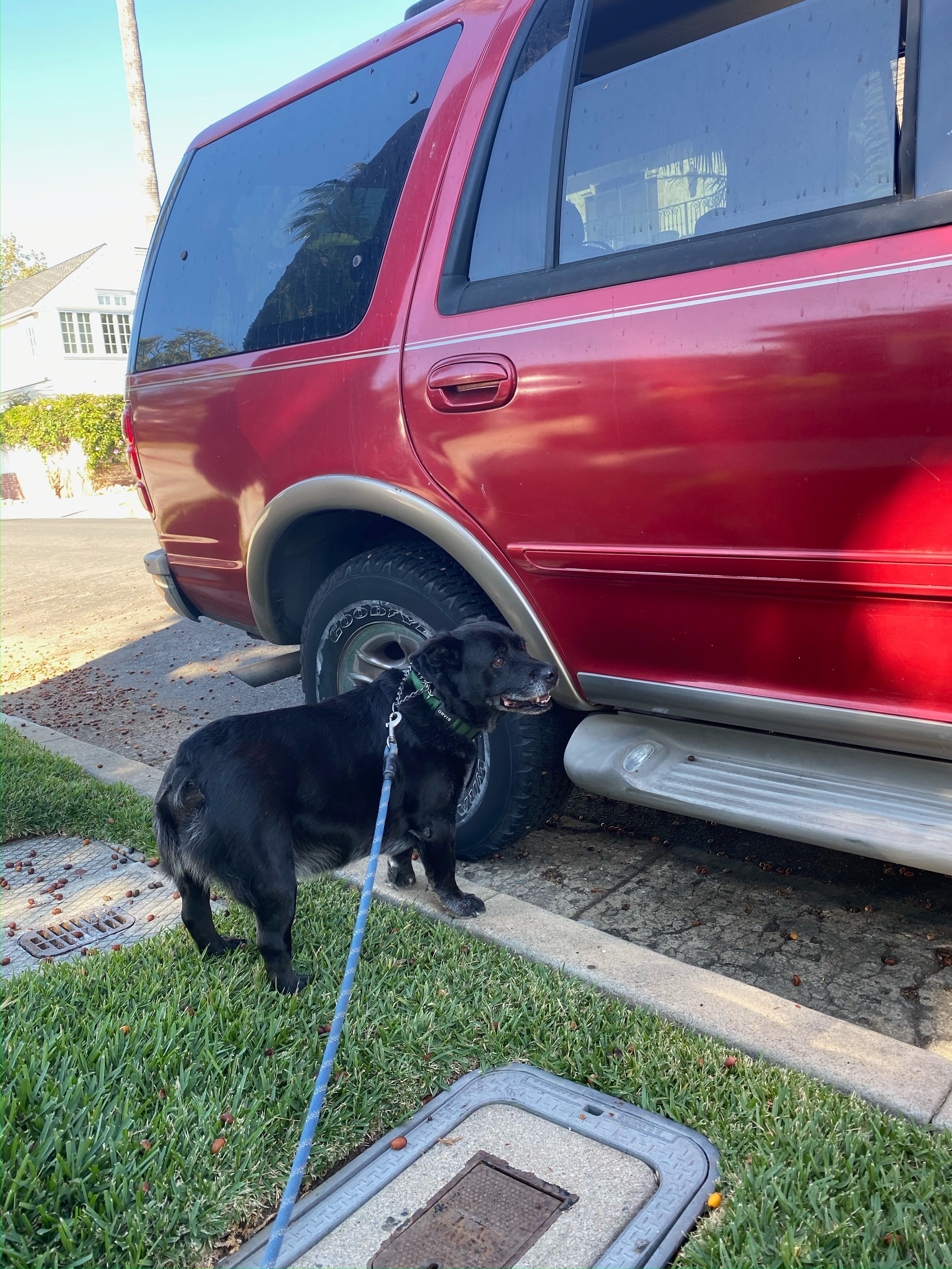 She became the “dog car.” Over the years, many of my dogs went for morning rides and walks around Palisades Village. 