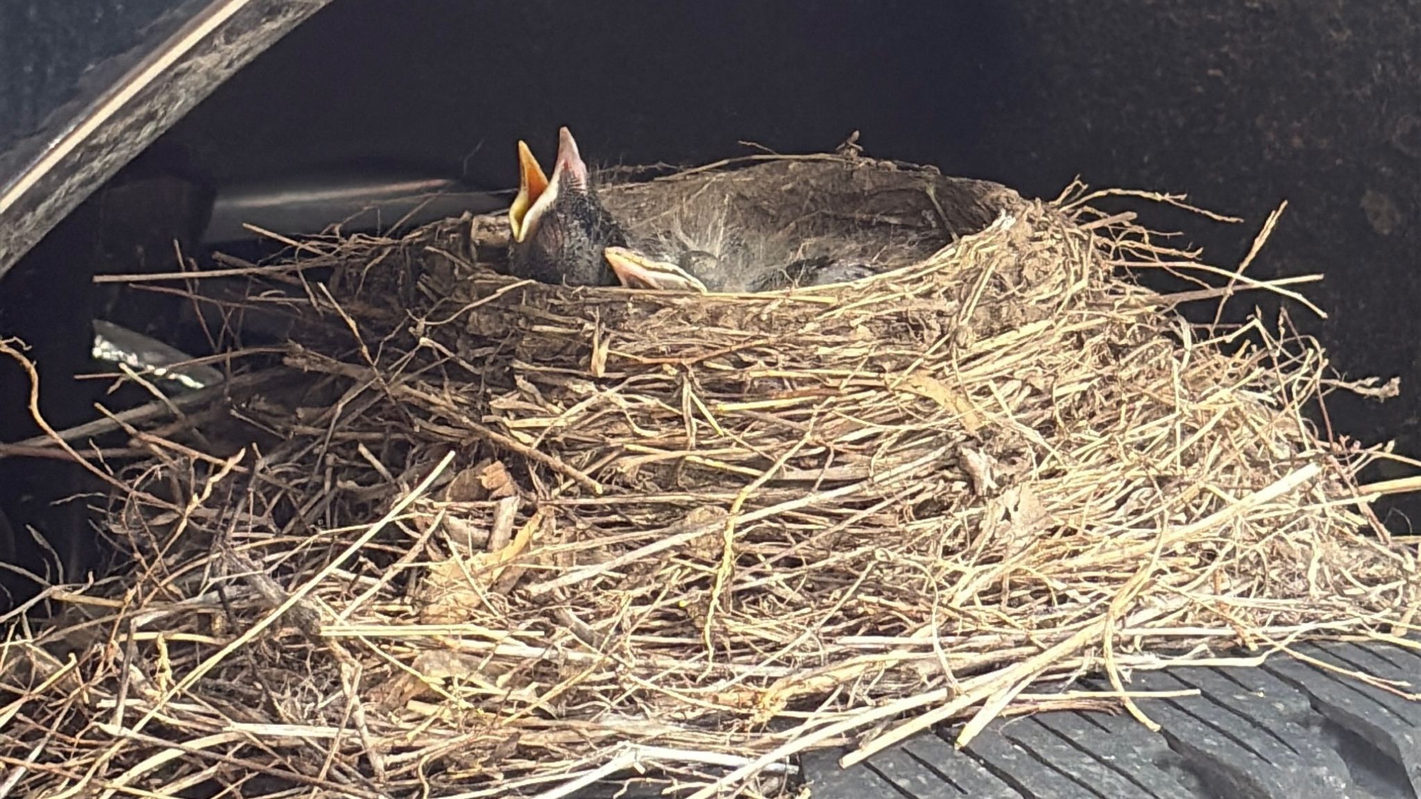 Olathe Ford Lincoln recently proved why they are customer experience leaders by putting a robin’s nest ahead of a vehicle delivery. Photo credit: Olathe Ford Lincoln.